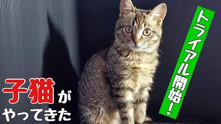 保護猫ゾロくん。【トライアル1日目】