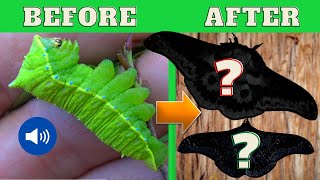 Caterpillars that SCREAM! Squeaking Caterpillar Life Cycle (Rhodinia verecunda) in MothCycles