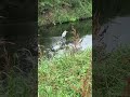 野鳥観察　青鷺　アオサギ　川面にたたずむ　秋の風景 鷺 野鳥