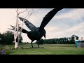 biggest crow bird caught on camera cgi animated