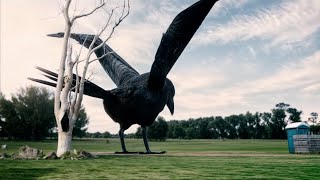 Biggest Crow Bird Caught on Camera - CGI Animated