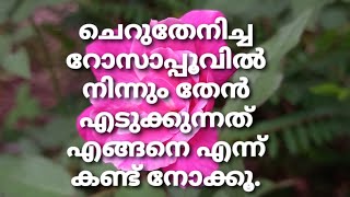 ചെറുതേനിച്ച റോസാപ്പൂ വിൽ നിന്ന് തേൻ എടുക്കുന്നത് എങ്ങനെ എന്ന് കണ്ട് നോക്കാം