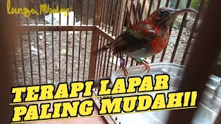 Proses menjinakkan burung sepah raja