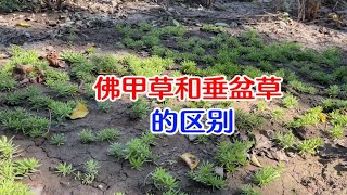 佛甲草和垂盆草有什么不同？哪个耐寒？哪个耐旱？