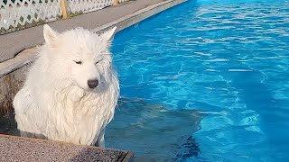 Dog diving in the pool fearlessly