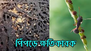 গাছে পিঁপড়ে ও টবের মাটিতে পিঁপড়ে সমস্যা ও সমাধান