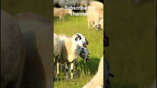 #viral#sheep#trending#animal