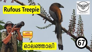 67 | Rufous Treepie | Olenjali | Dendrocitta vagabunda | Olamurian | Pookkurinji | ഓലഞ്ഞാലി | Birds