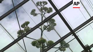 Death knell sounds for plant that took 80 years to flower