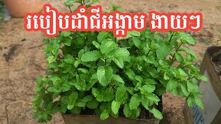 របៀបដាំជីអង្កាម ងាយៗ - my agriculture