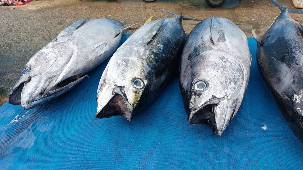 Live 11 Sept 24 Cutting Yellowfin Tuna By Skilled Hands At Sorong Fish