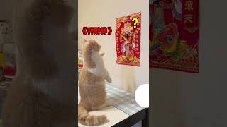 【#麻蛋和丑丑】没想到小猫咪也会迷信。#傻猫的日常 #猫咪的迷惑行为