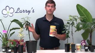 How To Grow a Citrus Tree - Growing Guide