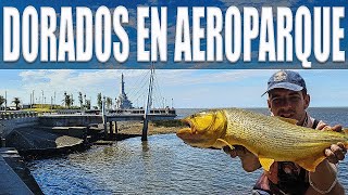 NO VAS A PODER CREER LA CANTIDAD DE DORADOS QUE HAY EN ESTE LUGAR FRENTE AL AEROPUERTO