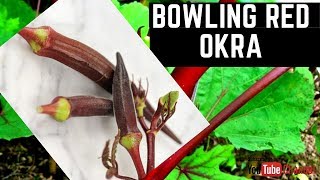 Bowling Red Okra | Bug resistant  Home Gardening