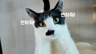 솜이 망고 콩이의 하루