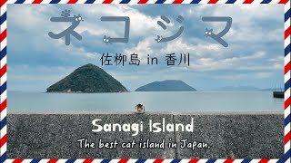 【Jumping Cats!?】The Best Cat Island in Japan, Sanagi Island