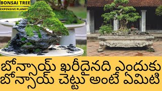 What is Bonsai Tree in Telugu | Why Bonsai is So Expensive in Telugu | About Bonsai Planet in Telugu