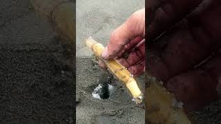 #shorts Razor clams (Solenidae) 抓竹蛤