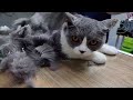 cat trimming full version 고양이 미용 전체과정 입니다. trimming 고양이미용