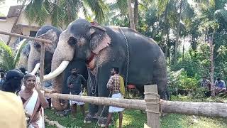 ആനമങ്ങാട് കുന്നുമ്മൽ ഭഗവതി ക്ഷേത്രം ഗജപൂജയും ആനയൂട്ടും