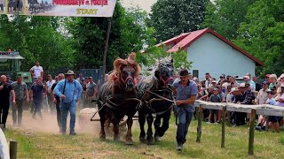 TARGUL DE CAI  - TRACTIUNE SI FRUMUSETE - BOBOLIA - PRAHOVA 2024! @PromovariCaiRomania DRAFT HORSE