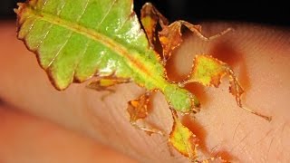 Phyllium Giganteum/Giant Leaf Insects.