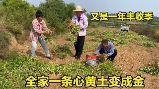 又是一年丰收季，华强猪场地里两不误，全家一条心黄土变成金【倔媳妇】