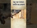 मराठा जाति का प्रमाण। मराठा जाति का इतिहास। 96 कुली क्षत्रिय मराठा। marathasamrajya