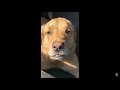 dogs after anesthesia compilation too funny