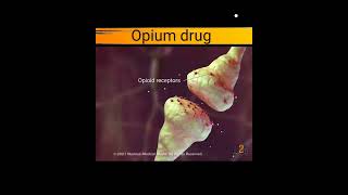 opium drug (for pain relief)🔥#short #science #facts