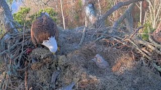 Alex II brings Mossy Stick | Kistachie National Forest | Feb 2, 2025