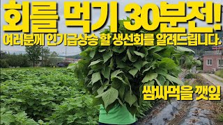 강추) 앞으로 인기 급상승 할 생선회입니다. 더 보기란 설명을  참고바랍니다.