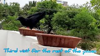 Jungle crow taking chapathi pieces from home| அண்டங்காக்கை  சப்பாத்தி எடுத்துச் செல்லும் படம்