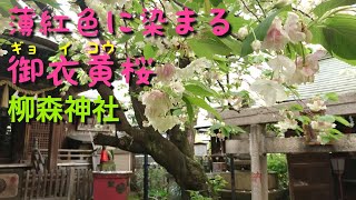 薄紅色に染まる御衣黄(ギョイコウ)桜 柳森神社(秋葉原) 2021年4月8日