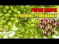 PUPUK SIMPEL PRUNING PEMBUAHAN