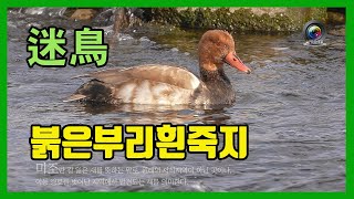 미조 (길 잃은 새) - 붉은부리흰죽지 Rosy-billed Pochard 수컷 아성조