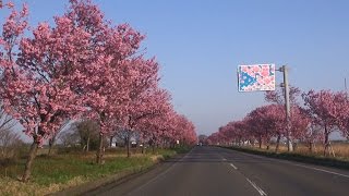 「マイロード　桜の舞うみち　陽光桜」2017