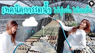 เทคนิคการรดน้ำ ให้ชุ่มฉ่ำ.. ไม้สดชื่น | มือใหม่หัดรดน้ำแคคตัส EP. 36 by Namwan