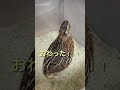 ボクは、砂浴びがしたい。