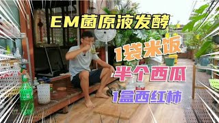 EM菌原液发酵，1袋米饭、半个西瓜、1盒西红柿，变成有机肥