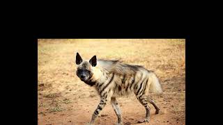 Somali wildlife ( stripped hyena) duur joog( weer ama dhidir)