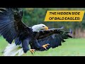 The Untold Story of Bald Eagles?