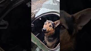 🐕🐕🐕Український водій бронетехніки