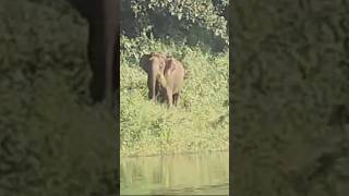 Elephant attacking.  #idukki #elephant #idukkiarchdam #petbird #idukkivibes