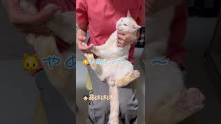 先生からの愛を100％の拒絶で返す猫【病院猫のほっぺ太郎】#shorts