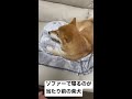 【shiba inu】ソファーで寝るのが当たり前の柴犬【保護犬】