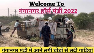 Welcome to गंगानगर मंडी और मंडी में आने लगी घोड़ों से लदी गाडियां ! Ganganagar Mandi 2022