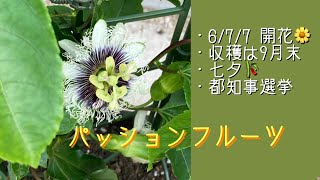 2024年7月7日　パッションフルーツ鉢植え🪴　咲いたら午前中に受粉をします　実になるのは早いが収穫出来るのは3カ月後→9月末頃　7~8月に咲いた花は美味しい果実になります　秋の花はジャムで😅