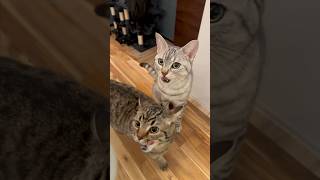 【猫動画】待ちに待ったご褒美飯にガッツク猫たちwww #shorts